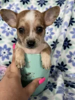 Luca, a male Chihuahua for sale in Fort Myers, FL – Photo 2 of 7