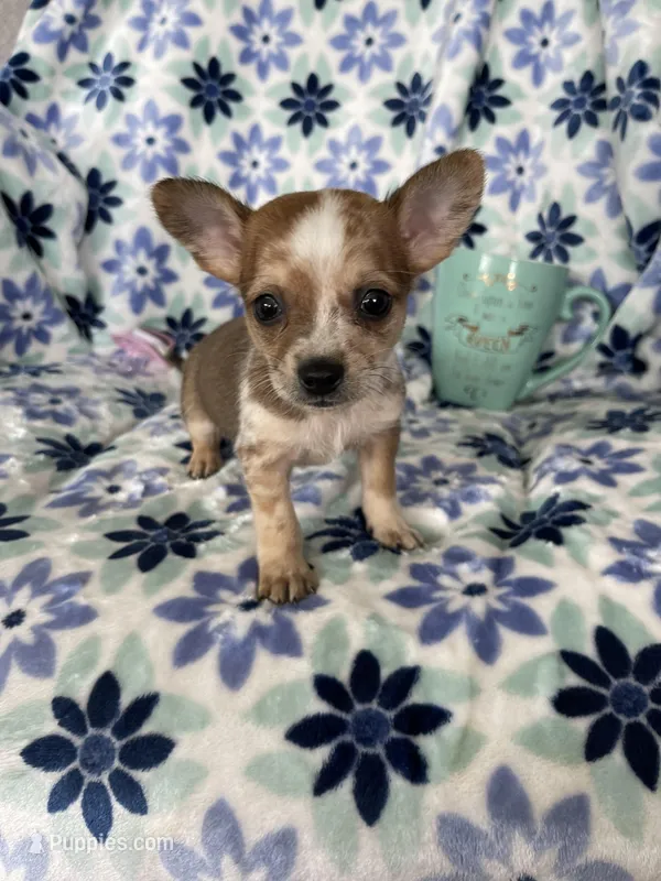Luca, a male Chihuahua for sale in Fort Myers, FL – Photo 1 of 7