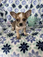 Luca, a male Chihuahua for sale in Fort Myers, FL – Photo 1 of 7