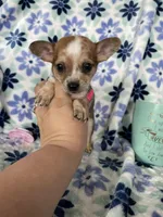 Luca, a male Chihuahua for sale in Fort Myers, FL – Photo 5 of 7