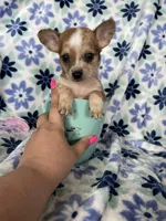 Luca, a male Chihuahua for sale in Fort Myers, FL – Photo 3 of 7
