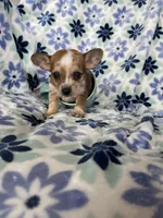 Luca, a male Chihuahua for sale in Fort Myers, FL – Photo 6 of 7