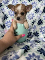 Luca, a male Chihuahua for sale in Fort Myers, FL – Photo 4 of 7