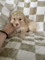 Goldie, a female Poodle - Toy  for sale in Fort Myers, FL – 4 of 6