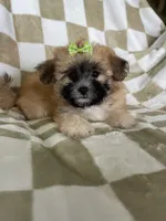 Daisy , a female Maltipoo for sale in Fort Myers, FL – 2 of 6