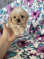 Huey, a male Shih Tzu for sale in Fort Myers, FL – 3 of 7