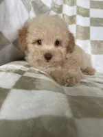 Toby, a male Poodle - Toy  for sale in Fort Myers, FL – 3 of 7