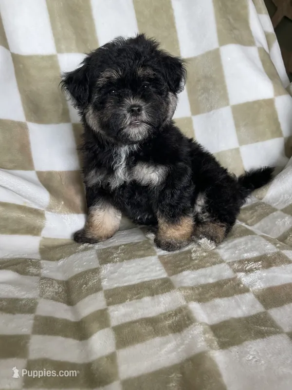 Shadow  – Maltipoo puppy for sale in Fort Myers, FL