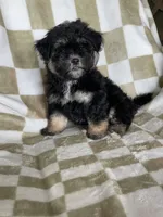 Shadow , a male Maltipoo for sale in Fort Myers, FL – 4 of 7