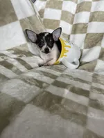 Teacup Leah , a female Chihuahua for sale in Fort Myers, FL – 3 of 9