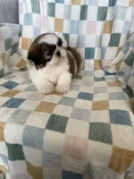 Milo, a male Shih Tzu for sale in Fort Myers, FL – Photo 7 of 8