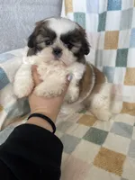 Milo, a male Shih Tzu for sale in Fort Myers, FL – Photo 3 of 8