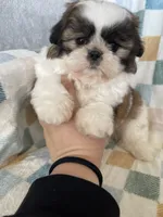 Milo, a male Shih Tzu for sale in Fort Myers, FL – Photo 4 of 8