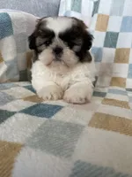 Milo, a male Shih Tzu for sale in Fort Myers, FL – Photo 8 of 8