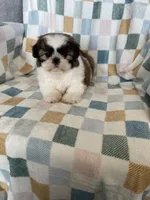 Milo, a male Shih Tzu for sale in Fort Myers, FL – Photo 1 of 8