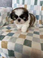 Milo, a male Shih Tzu for sale in Fort Myers, FL – Photo 2 of 8