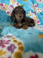 Brownie , a female Miniature Dachshund for sale in Fort Myers, FL – 2 of 7