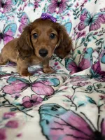 Sadie, a female Miniature Dachshund for sale in Fort Myers, FL – 2 of 8