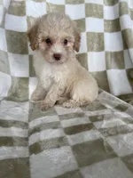 Enzo, a male Poodle - Toy  for sale in Fort Myers, FL – 7 of 7