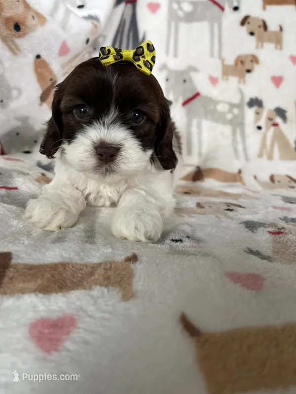 Brownie  – Cavapoo puppy for sale in Fort Myers, FL