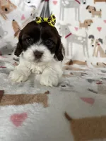 Brownie , a female Cavapoo for sale in Fort Myers, FL – 1 of 6