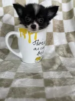 Bandit, a male Chihuahua for sale in Fort Myers, FL – 8 of 8