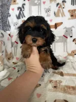 Toffee, a male Cavapoo for sale in Fort Myers, FL – 5 of 6