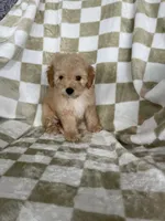 Ollie, a male Poodle - Toy  for sale in Fort Myers, FL – 2 of 7