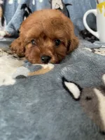 Chili, a male Cavapoo for sale in Fort Myers, FL – 8 of 8