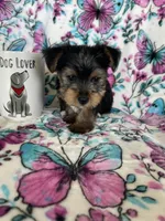 Archie , a male Yorkshire Terrier for sale in Fort Myers, FL – 2 of 8