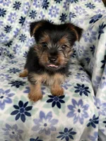 Louie , a male Yorkshire Terrier for sale in Fort Myers, FL – 3 of 6