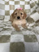 Phoebe , a male Miniature Goldendoodle for sale in Fort Myers, FL – 4 of 7