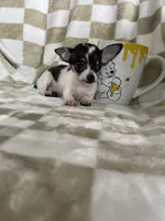 Teacup Leah , a female Chihuahua for sale in Fort Myers, FL – 7 of 9