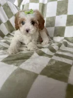 Bubbles , a female Cavapoo for sale in Fort Myers, FL – Photo 6 of 7
