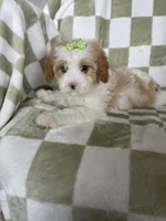 Bubbles , a female Cavapoo for sale in Fort Myers, FL – Photo 7 of 7