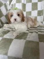 Bubbles , a female Cavapoo for sale in Fort Myers, FL – Photo 2 of 7