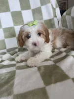 Bubbles , a female Cavapoo for sale in Fort Myers, FL – Photo 4 of 7