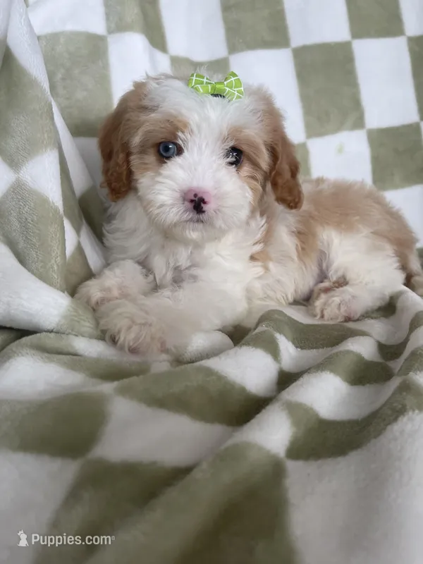 Bubbles  – Cavapoo puppy for sale in Fort Myers, FL