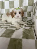 Bubbles , a female Cavapoo for sale in Fort Myers, FL – Photo 5 of 7