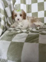 Bubbles , a female Cavapoo for sale in Fort Myers, FL – Photo 3 of 7