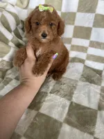 Ginger , a female Poodle - Toy  for sale in Fort Myers, FL – 2 of 6