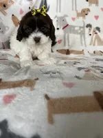 Brownie , a female Cavapoo for sale in Fort Myers, FL – 6 of 6