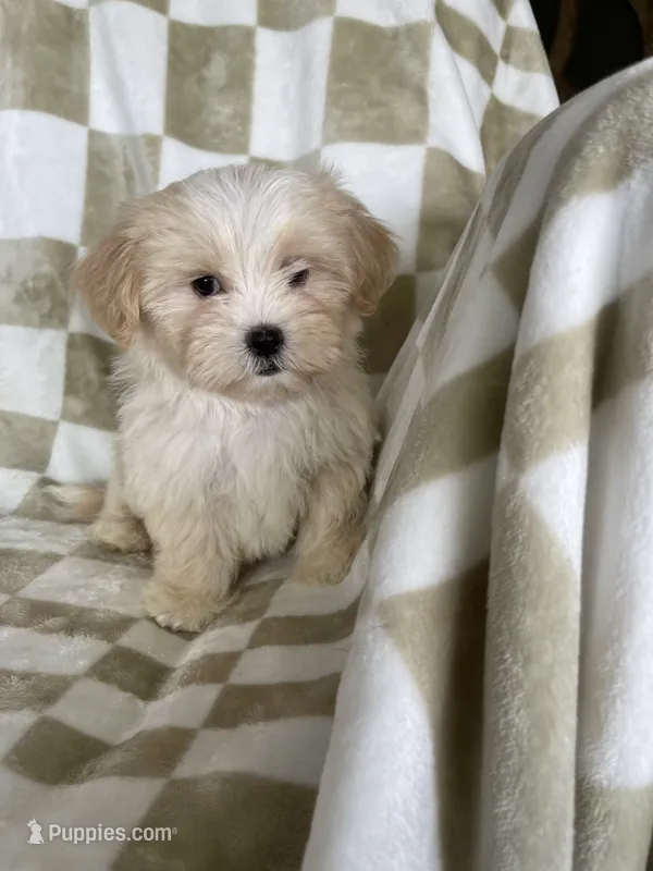 Ollie – Maltipoo puppy for sale in Fort Myers, FL