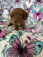 Noodle , a male Miniature Dachshund for sale in Fort Myers, FL – 4 of 7