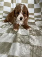 Cinnamon , a male Poodle - Toy  for sale in Fort Myers, FL – 7 of 7