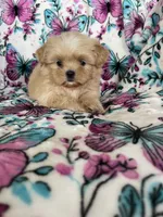 Louie , a male Shih Tzu for sale in Fort Myers, FL – 7 of 7