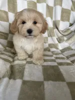 Teddy, a male Maltipoo for sale in Fort Myers, FL – 4 of 5
