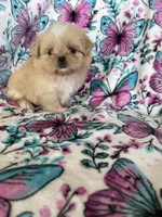Huey, a male Shih Tzu for sale in Fort Myers, FL – 4 of 7