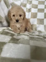 Ollie, a male Poodle - Toy  for sale in Fort Myers, FL – 4 of 7