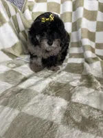 Mocha , a female Poodle - Toy  for sale in Fort Myers, FL – 3 of 7